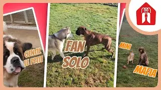 Les p'tits se rebellent ! 🐶 Pension CHEZ MARTH' 87 #19