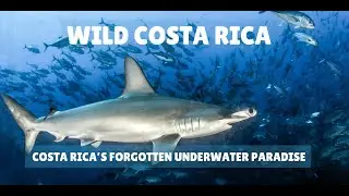 Wild Costa Rica: An Underwater Paradise