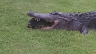 Quase morte animal !!!