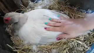 Утки садятся на гнездо. Часть 2. Индоутки, сотрудничество.