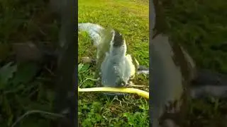 СОМ \ КВОК \ ТРОФЕЙ \ 