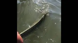 El Pescador Boat Cat 24 Off To The Trout!