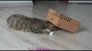 Игрушка для кота своими руками. Кот явно говорит что ему нравится!