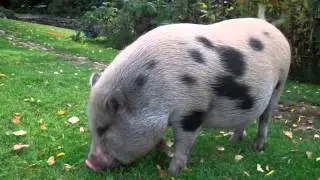 ČÚČO!