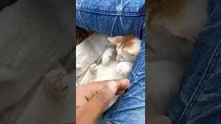 Cute kitty