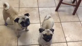 Cute Pug Attack
