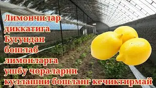 27 02 2022 Лимончилар дикатига ! Бугундан бошлаб Лимонга ушбу чораларни куллашни бошланг.
