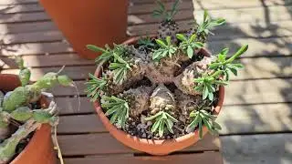 Stem succulents Part 2