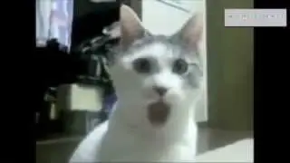 Best of Funny Cats Short Compilation with Sound Effects