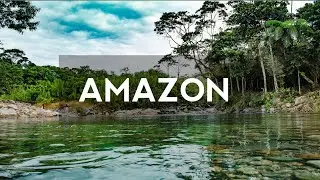 The Lungs of the Earth: Unveiling the Amazon Rainforest