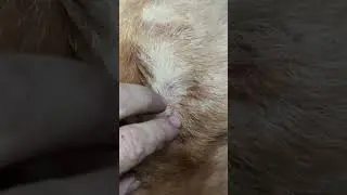 ЖЕСТЬ, ВОЛК ЧУТЬ НЕ СЪЕЛ ЛАЙКУ..