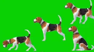 Dog Green Screen | Green Screen Dog with Many Pose | No Copyright Video | Part - 2