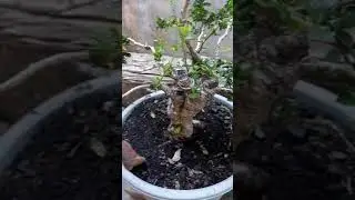 update hokiantea calon juara bosku#shortsvideo#bahanbonsai#