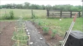 Garden update May 29th 2015