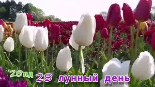 28-ой лунный день.