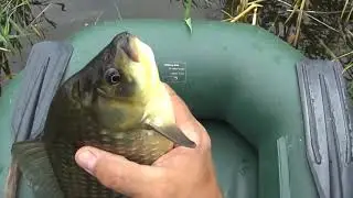 ЛОВЛЯ  крупный  КАРАСЬ на поплавок  густой КАМЫШ