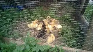 куда я пропал,новые жители дома,и пополнение инструмента.