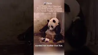 Remember The Baby Panda Sneezed And Shocked The Mom? | iPanda 
