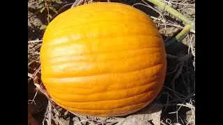 Pumpkin Cornbread / It's A Great Pumpkin Recipe Exchange