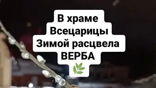 Зимой в храме расцвела ВЕРБА 4.12.2023