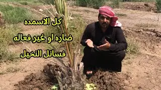 جربنا جميع الاسمده الكميائيه مضره وغير نافعه لفسائل النخيل