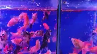 Корм для золотых рыбок Гранулы Микс