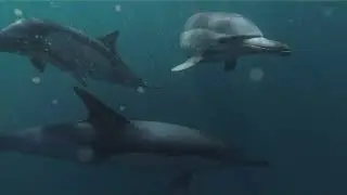 No Copyright Videos - Group of Dolphins Swimming Underwater - No Copyright Zone