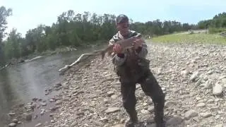 Ленок