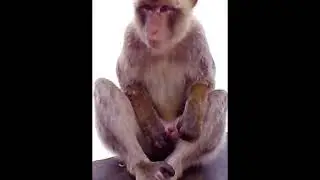 viral !!! monyet lagi ngocok 18+