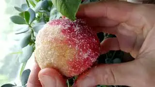 Пирожные Персики