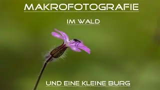 Makrofotografie im Wald