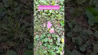 Как мало нужно человеку для радости #бабушка_блогер #деревенскаябабушкаблогер #музыка #хит #красота