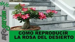 Como reproducir Rosa del desierto Por semillas