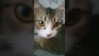 Жиза