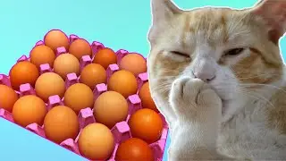Коты любят яйца? Коты любят бить яйца