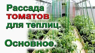 Как рассчитать.Сколько рассады надо для теплицы