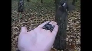 Кормление синиц с руки в замедленной съемке и в плохом качестве :)