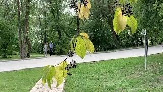 То черёмуха, то рябина ...