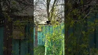 Бэт кайфует на заборе, ловим закат #cat #весна #funnyanimals #nature