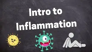 Introduction to Inflammatory Response
