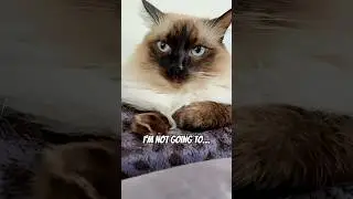 Dont flirt with him. #cat #cats #meow #capcut #shorts #funny #facts #flirt #crush #love #cute #hi