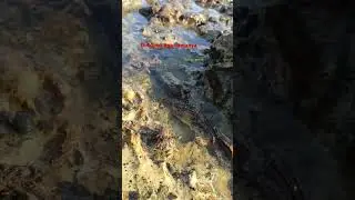 BISA DI LIHAT HANYA MALAM DAN PAGI HARI