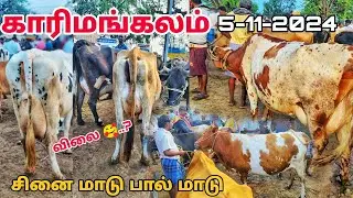 5-11-2024 karimangalam cow market Dharmapuri district கை கறவை மாடு சினை மாடு விற்பனை 🥰