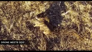 Drone Meets Jack the Pitbull