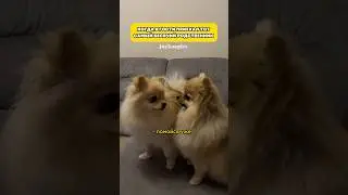 А вы ругаетесь с братьями/сестрами? #шпицмини #собака #смешноевидео #шпиц #померанскийшпиц