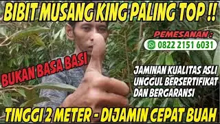Pengiriman Bibit Durian Musang King - Cara Memilih Bibit Durian Yang Bagus - Bibit Durian Musangking