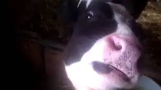 Ласковый теленок! Tender calf!