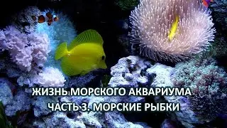 Жизнь морского аквариума. Часть 3. Морские рыбки