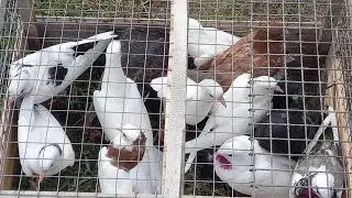 #Pigeons