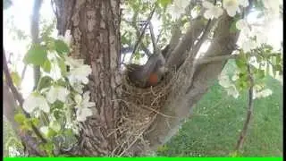 Robin Red breast nest building(close up )